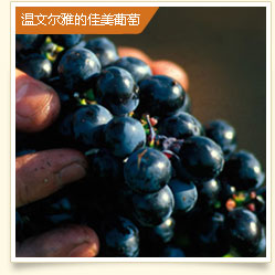 温文尔雅的佳美葡萄